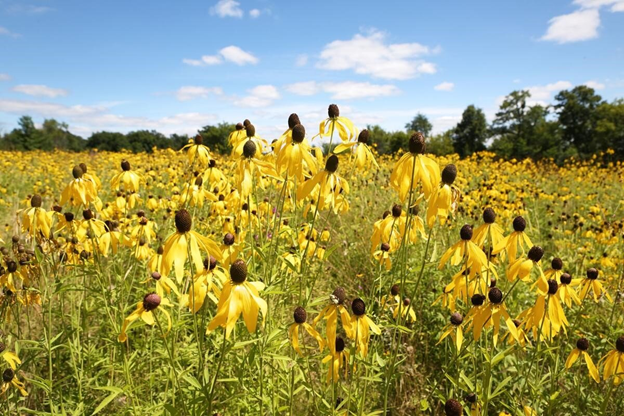 A large field of wildflowers grows in Doyle-Kennefick Regional Park.